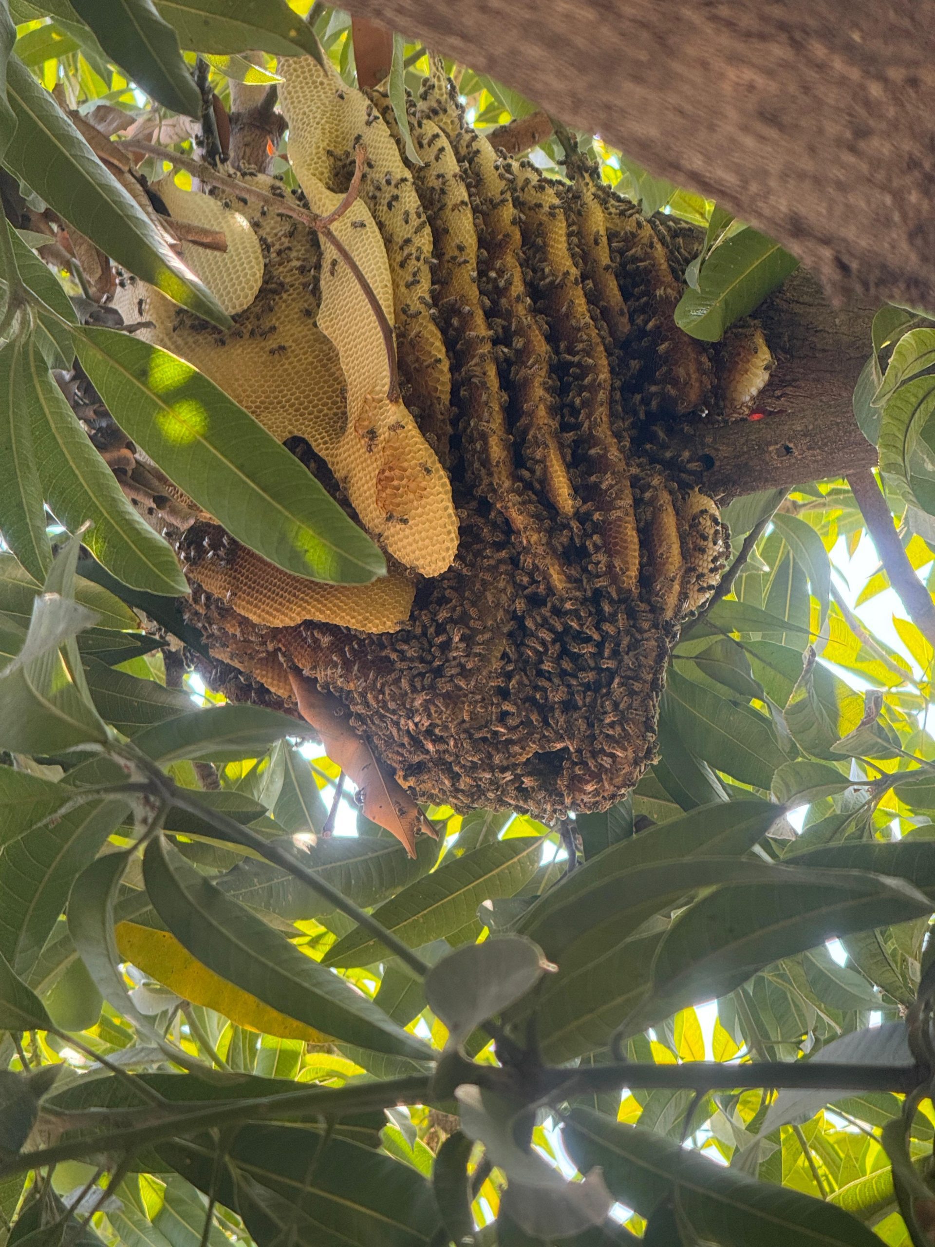 Enjambre de abejas tiene bajo riesgo a vecinos de la zapata y PC Acapulco ignora el llamado de auxilio.